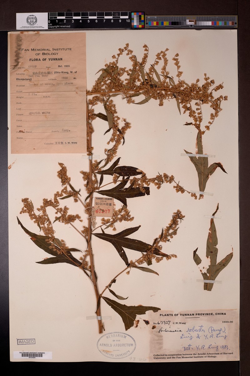 Artemisia robusta photo 6