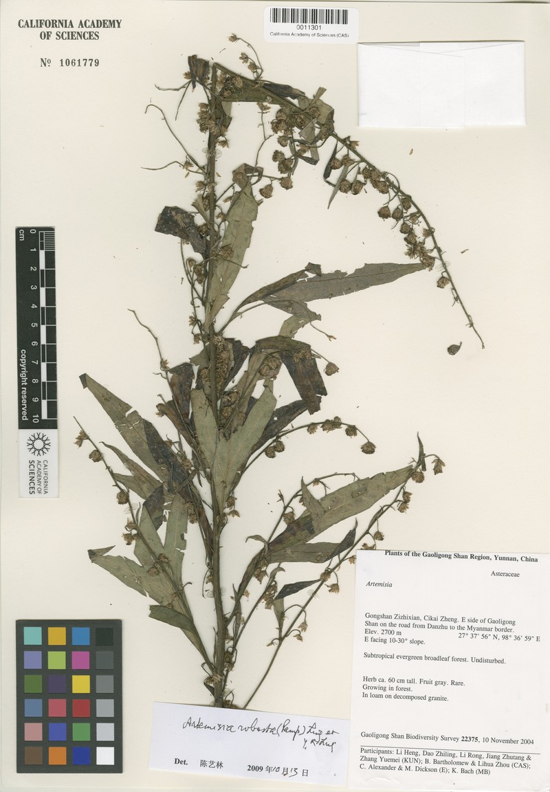 Artemisia robusta