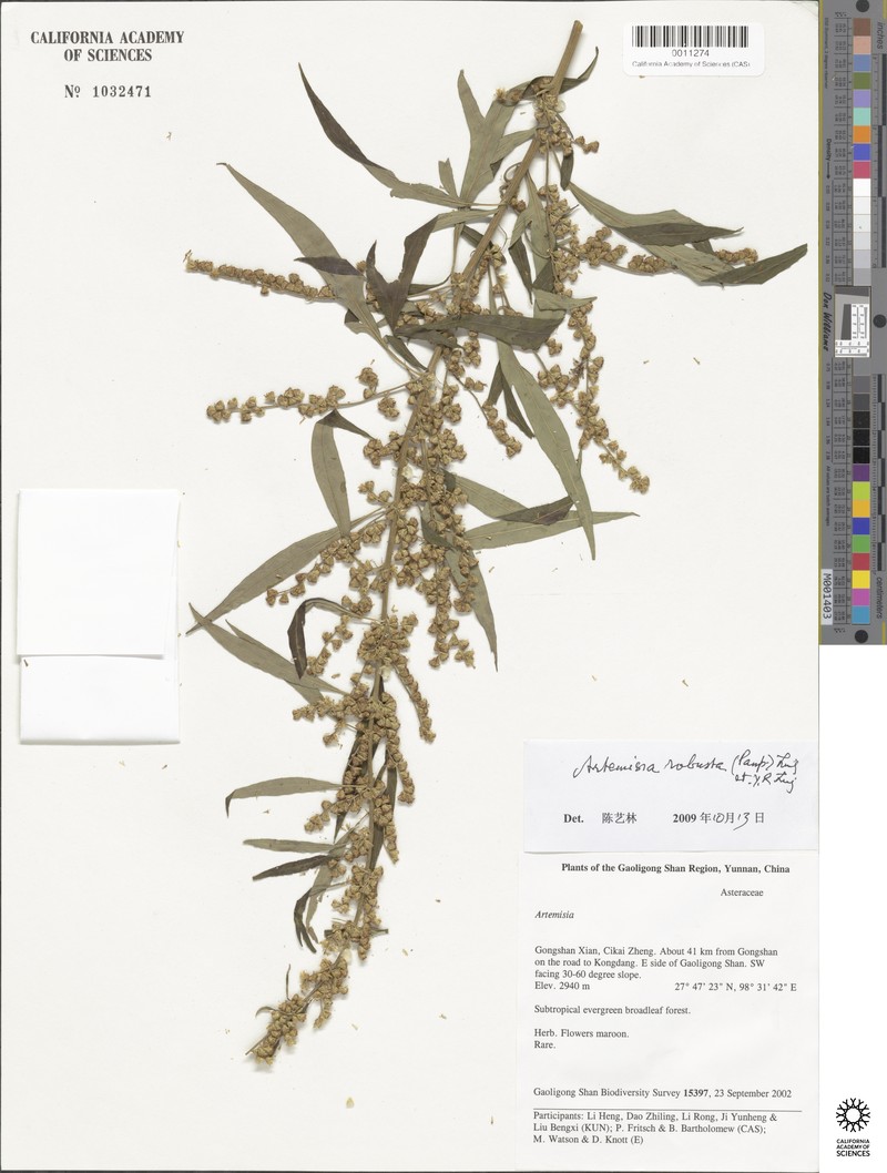 Artemisia robusta photo 2