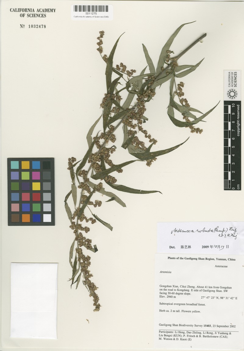 Artemisia robusta photo 3