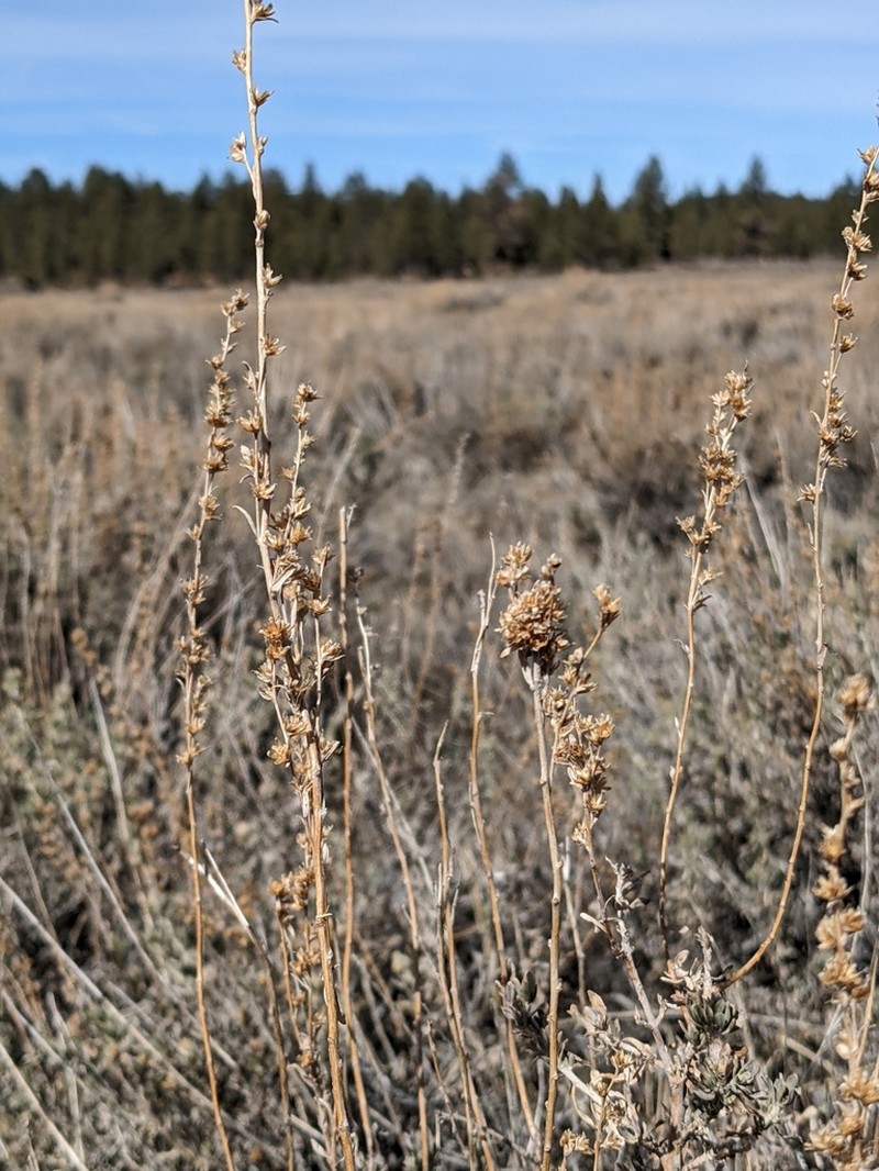 Timberline Sagebrush photo 3
