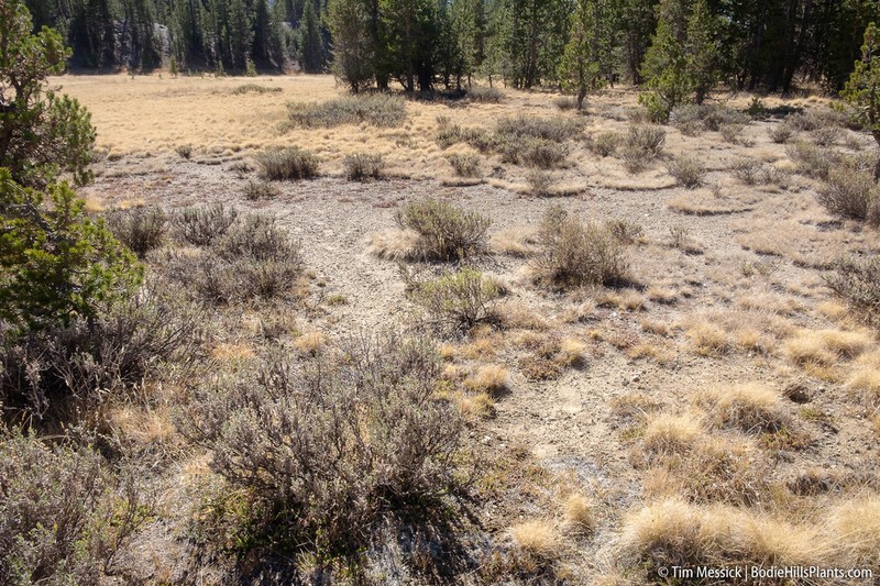 Timberline Sagebrush photo 4