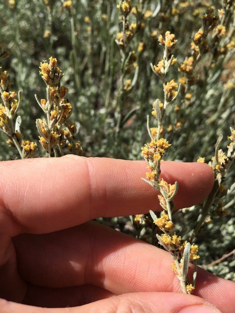 Timberline Sagebrush photo 5