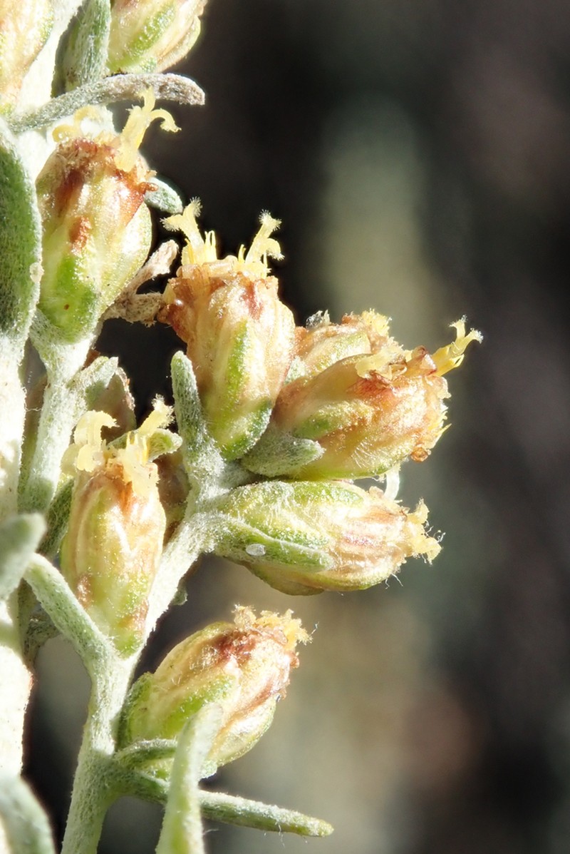 Timberline Sagebrush photo 6