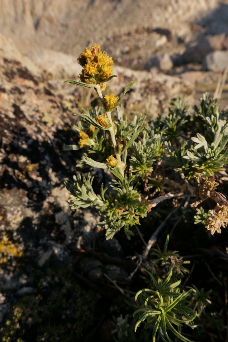 Timberline Sagebrush photo 7