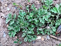 Artemisia roxburghiana