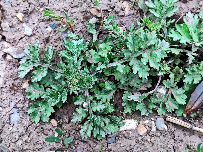 Artemisia roxburghiana