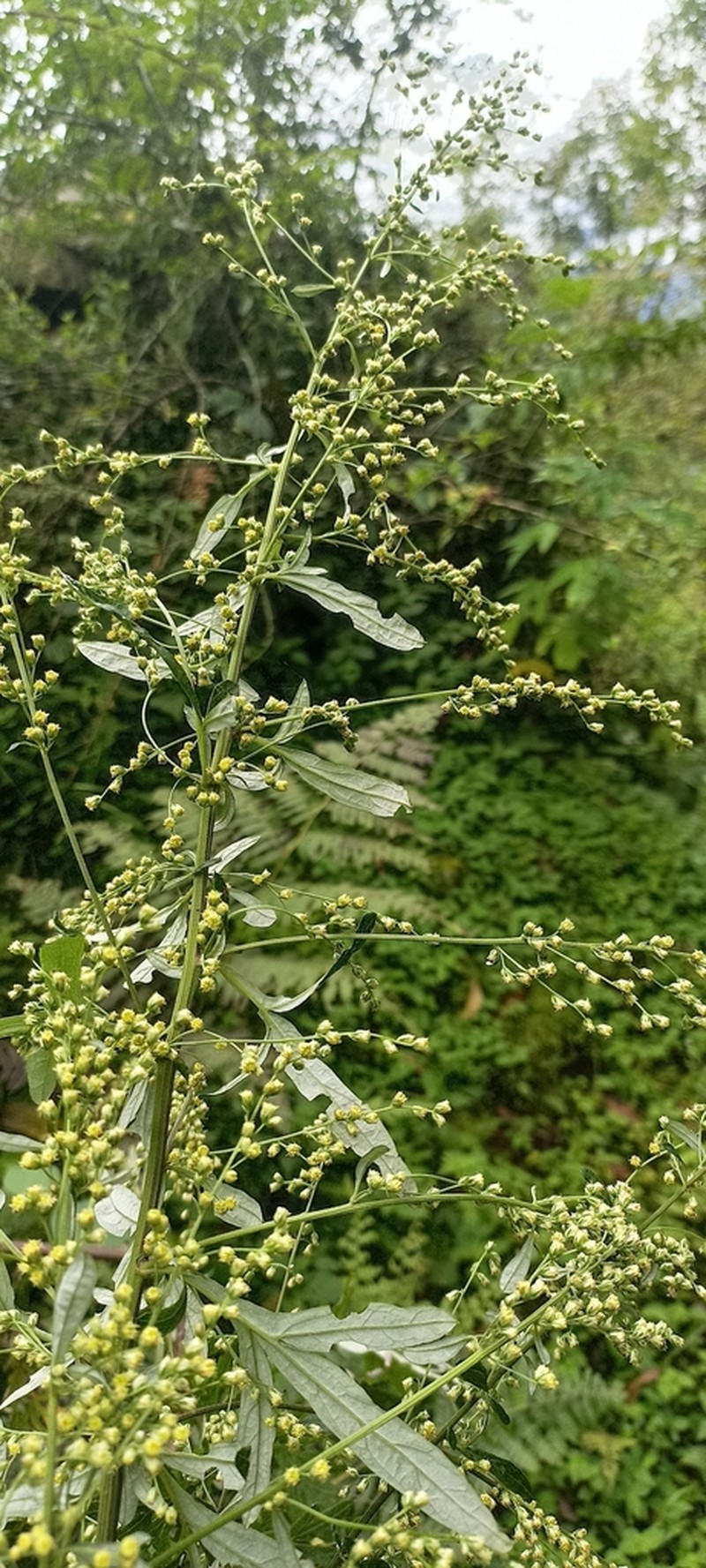 Artemisia roxburghiana photo 3