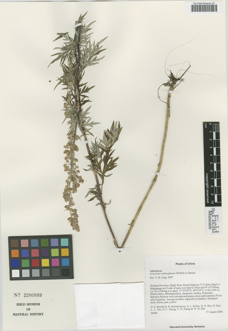 Artemisia roxburghiana photo 4