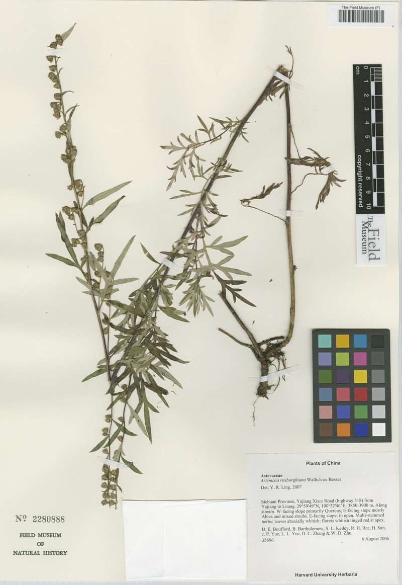 Artemisia roxburghiana photo 5