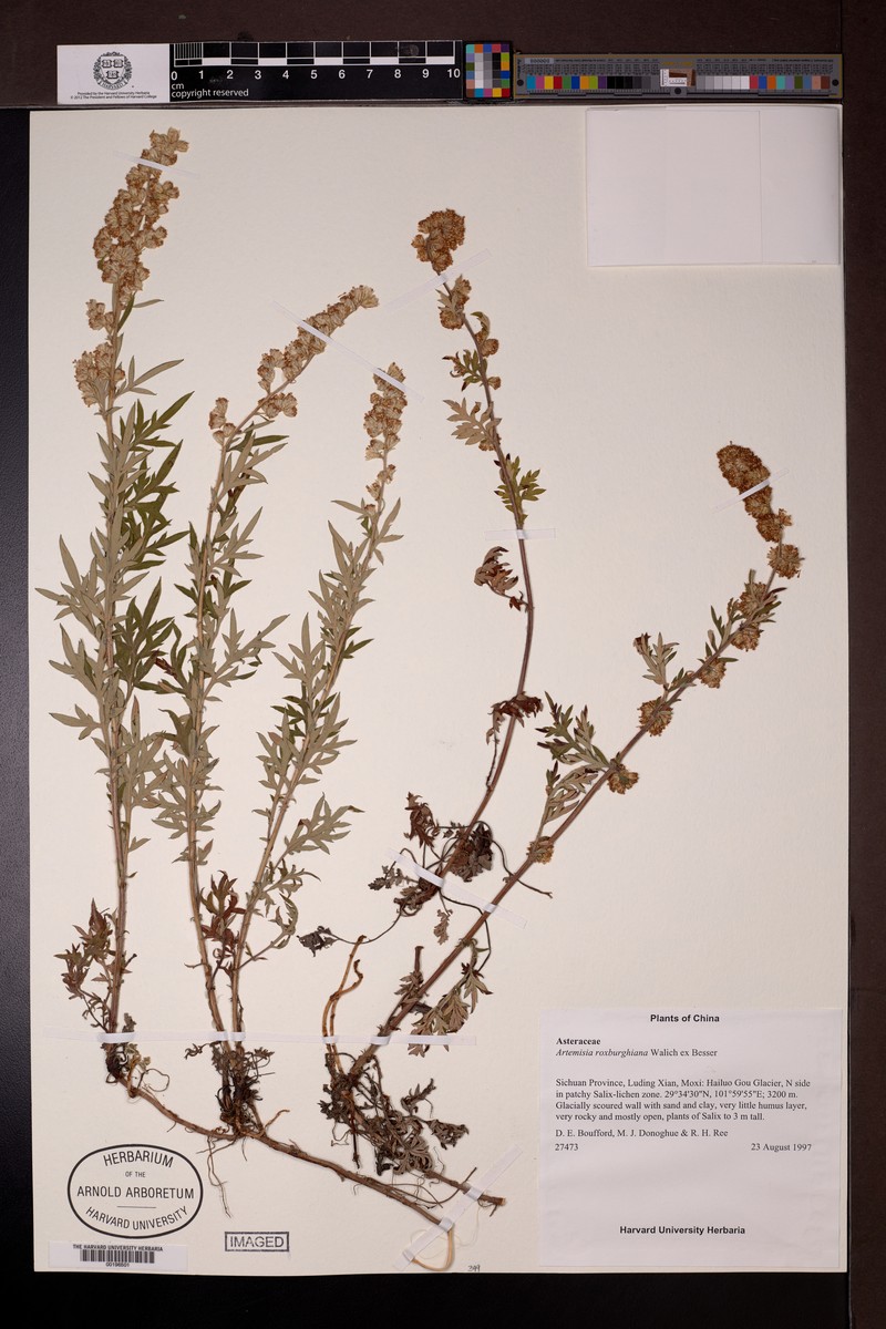 Artemisia roxburghiana photo 6