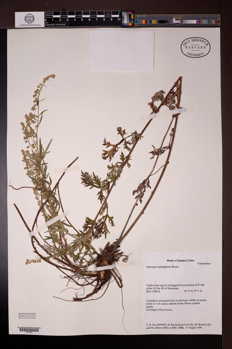 Artemisia roxburghiana photo 7