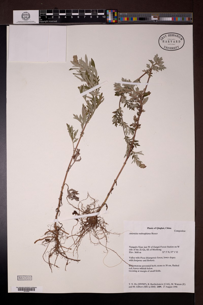 Artemisia roxburghiana photo 8