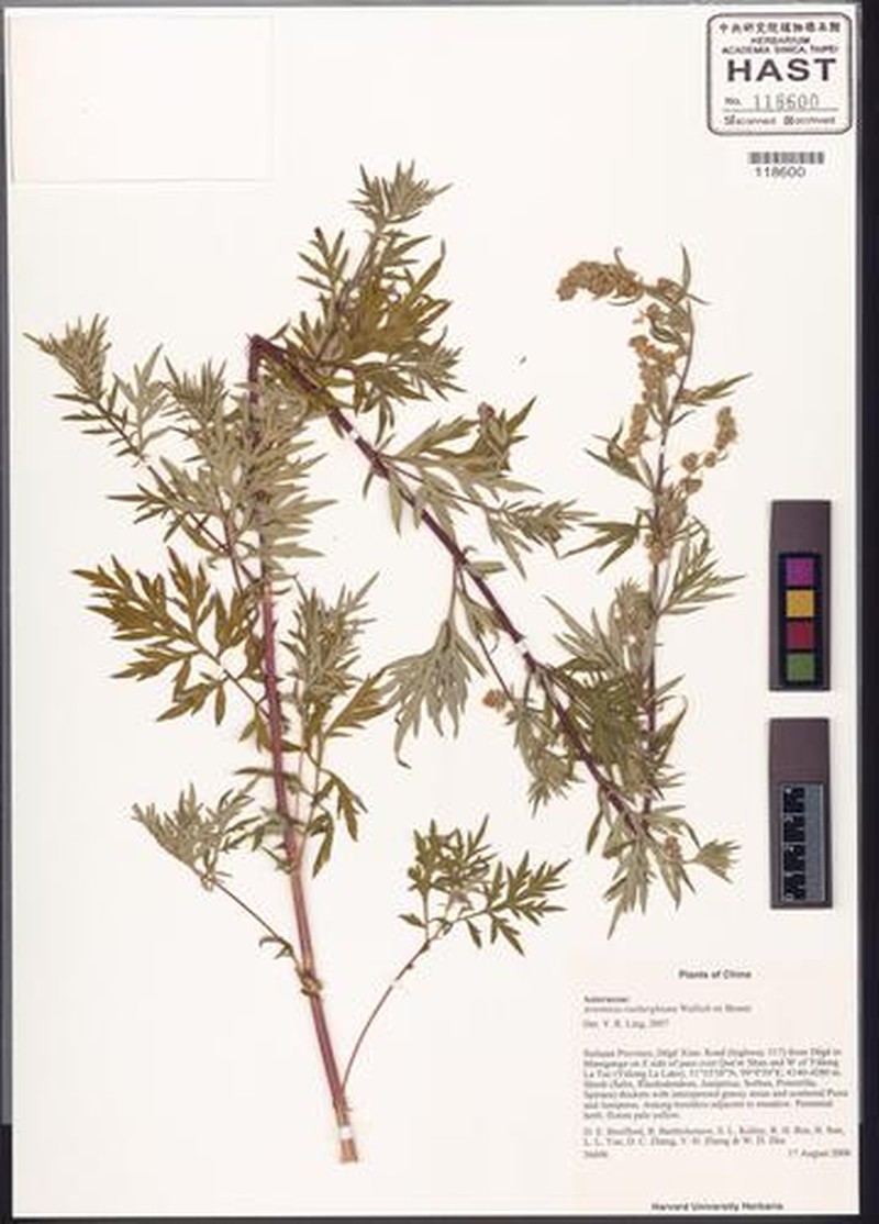 Artemisia roxburghiana photo 2