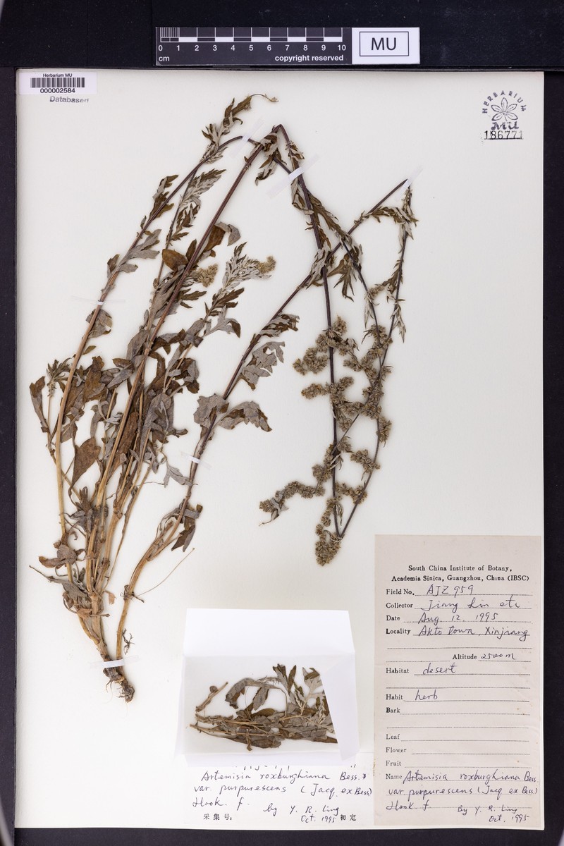 Artemisia roxburghiana var. purpurascens