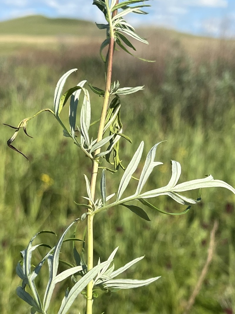 Artemisia rubripes