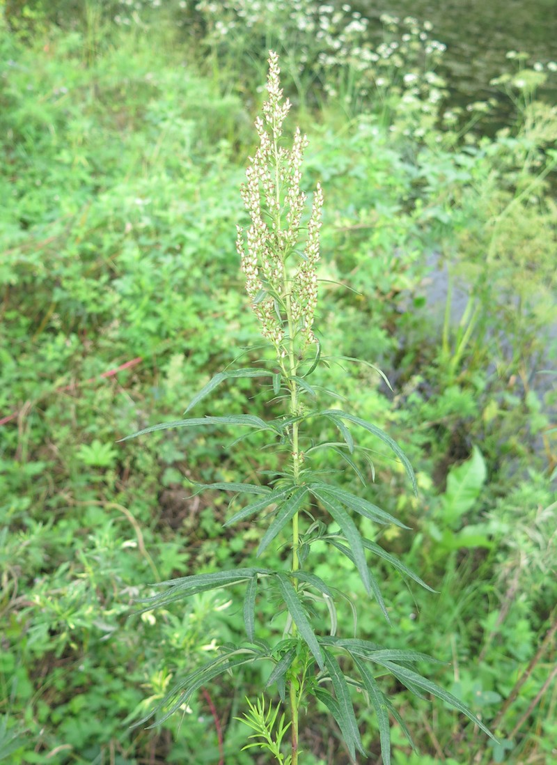 Artemisia rubripes photo 2