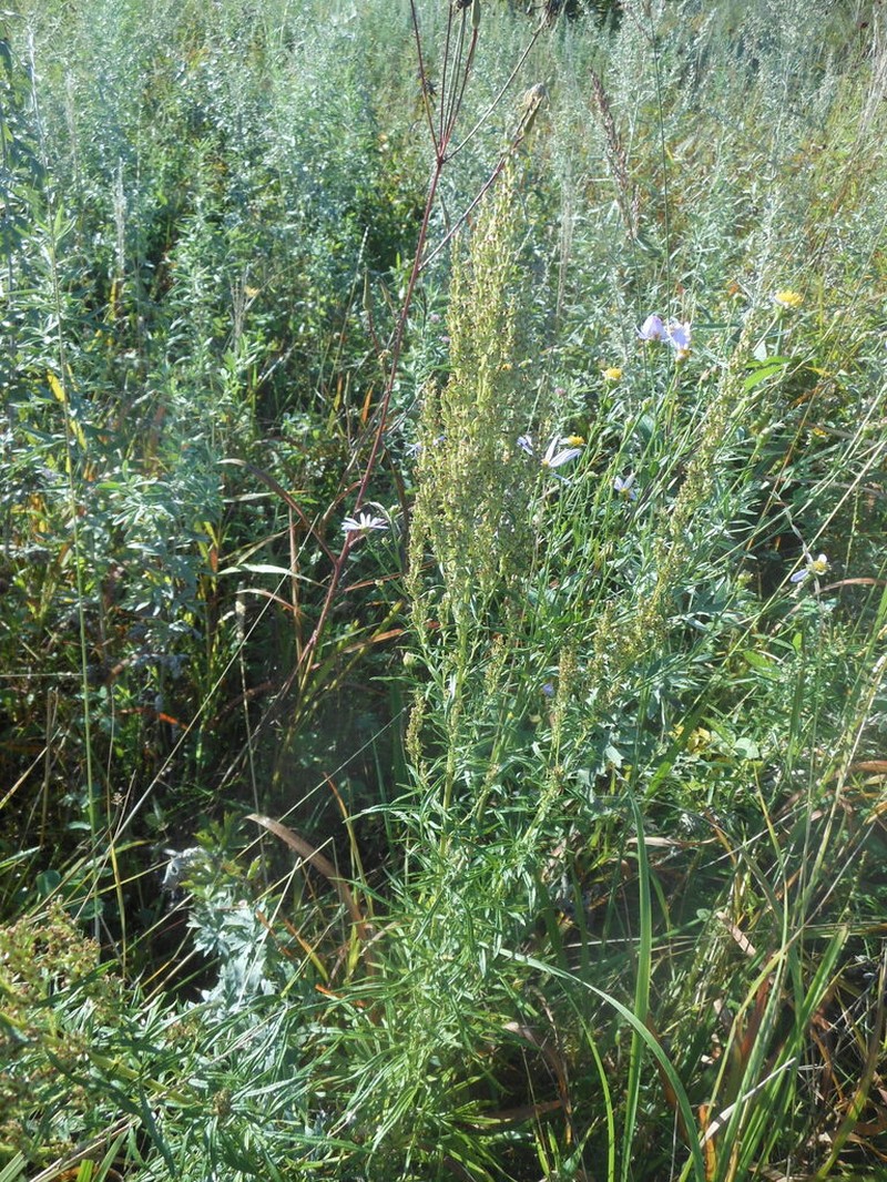 Artemisia rubripes photo 3