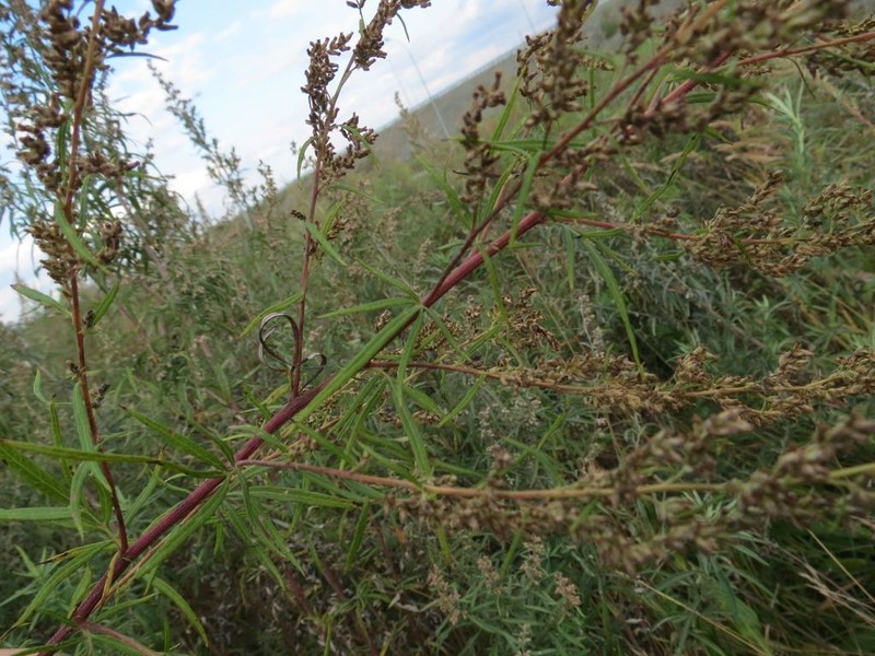 Artemisia rubripes photo 4