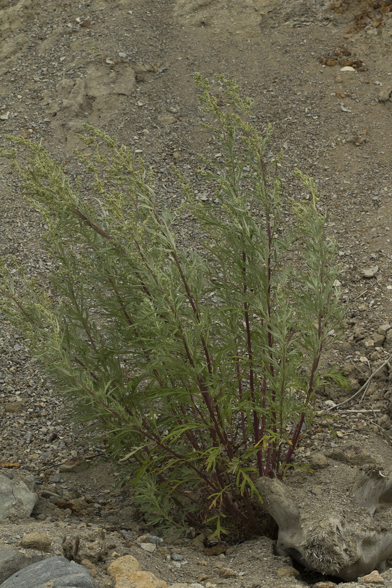 Artemisia rubripes photo 5