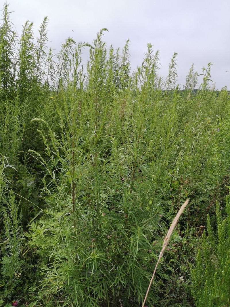 Artemisia rubripes photo 6