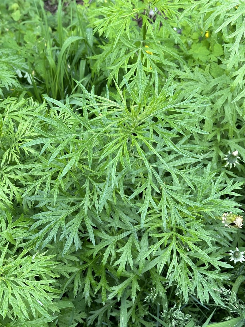 Artemisia rubripes photo 7