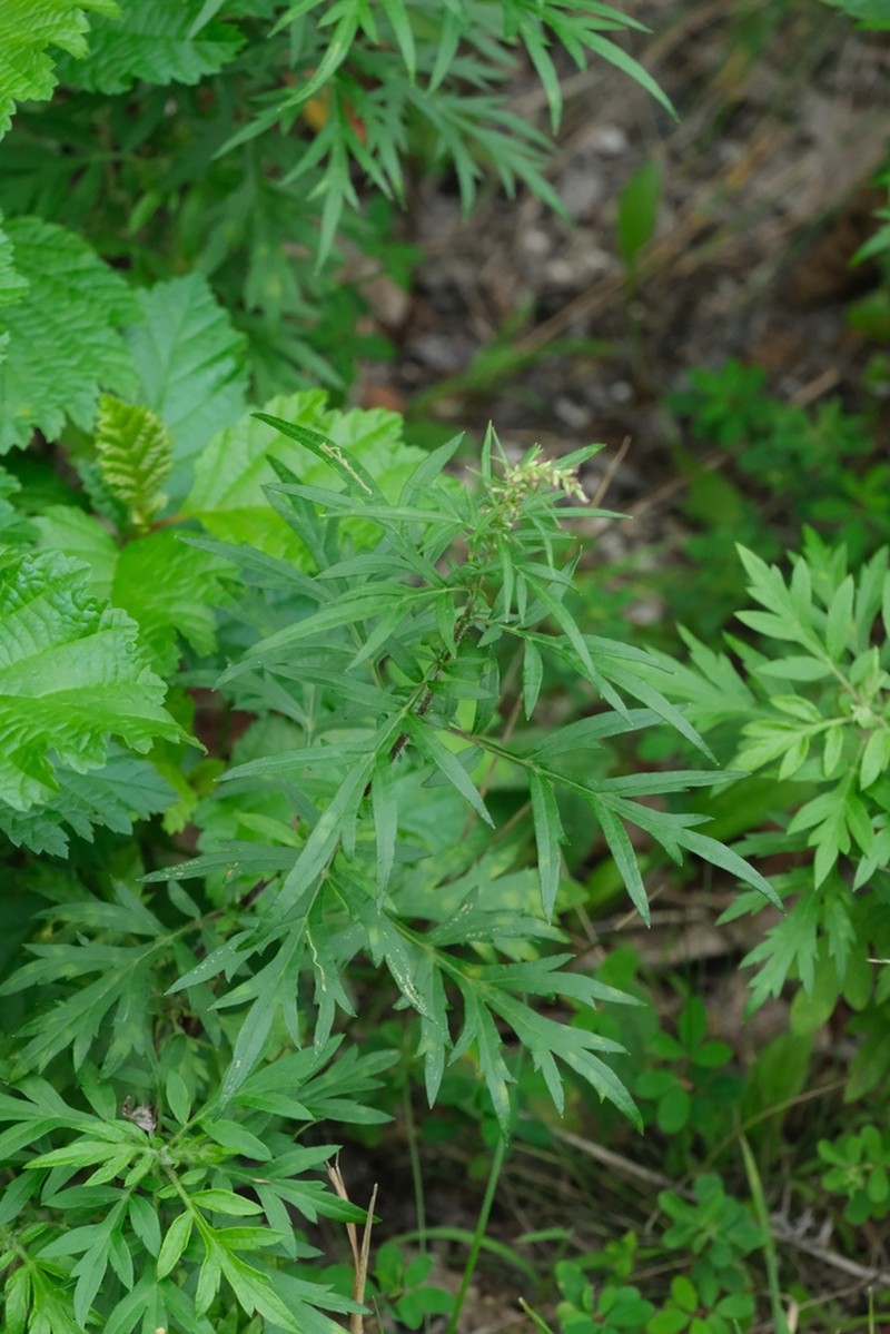 Artemisia rubripes photo 8