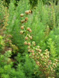Sagebrush