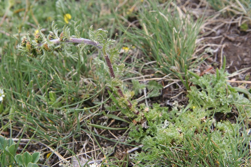 Sagebrush photo 3