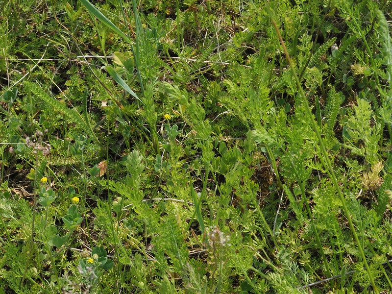 Sagebrush photo 4