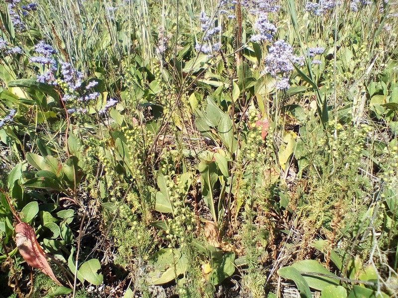 Sagebrush photo 5