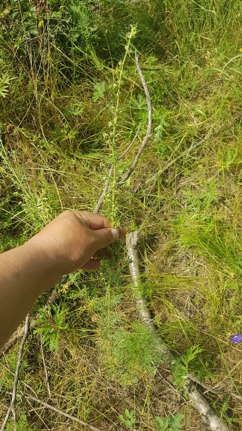 Sagebrush photo 6