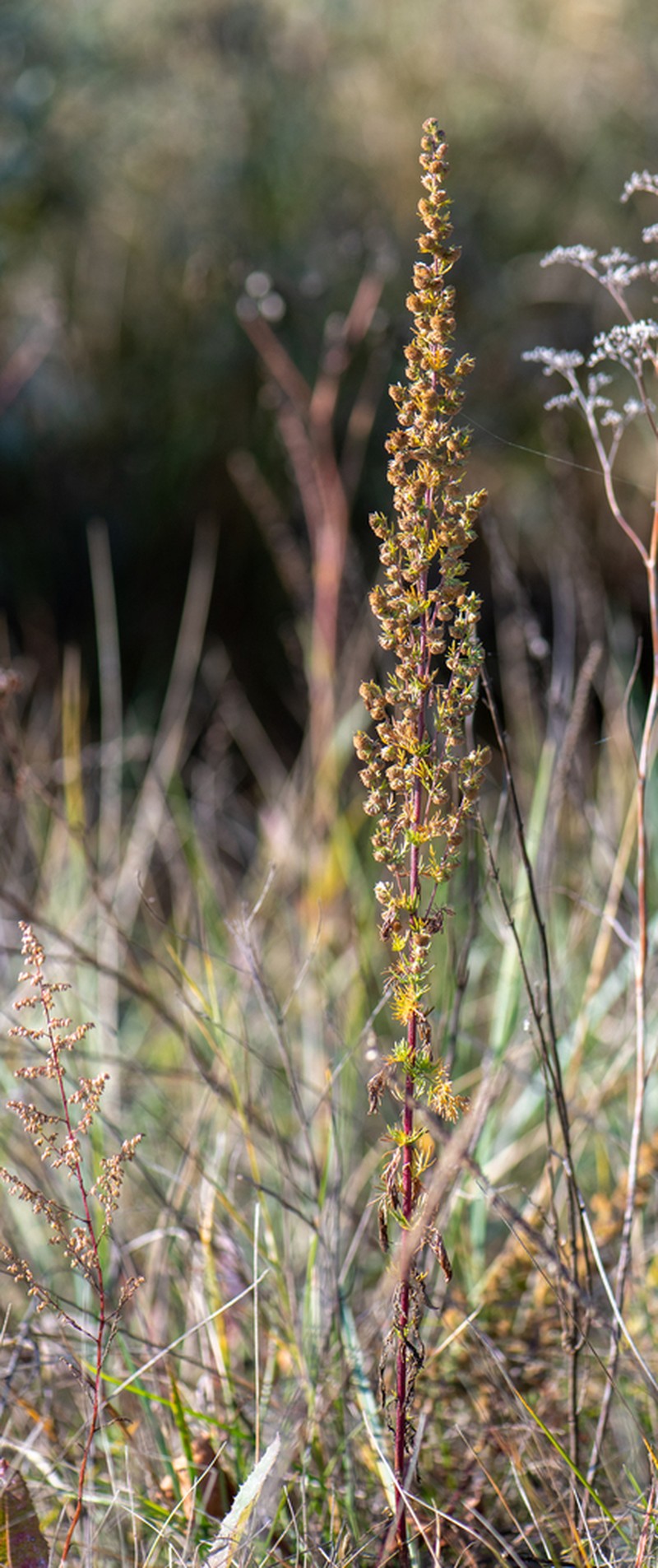 Sagebrush photo 7