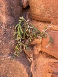 Zion Chickensage