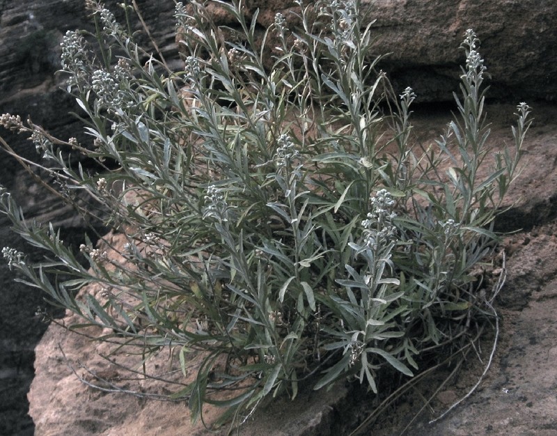 Zion Chickensage photo 2