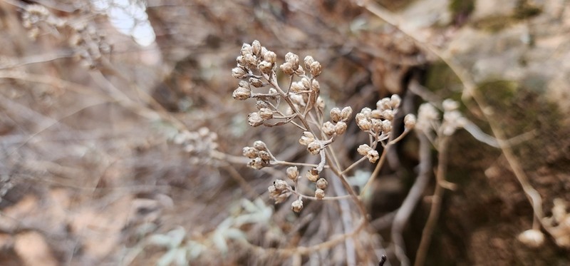 Zion Chickensage photo 3