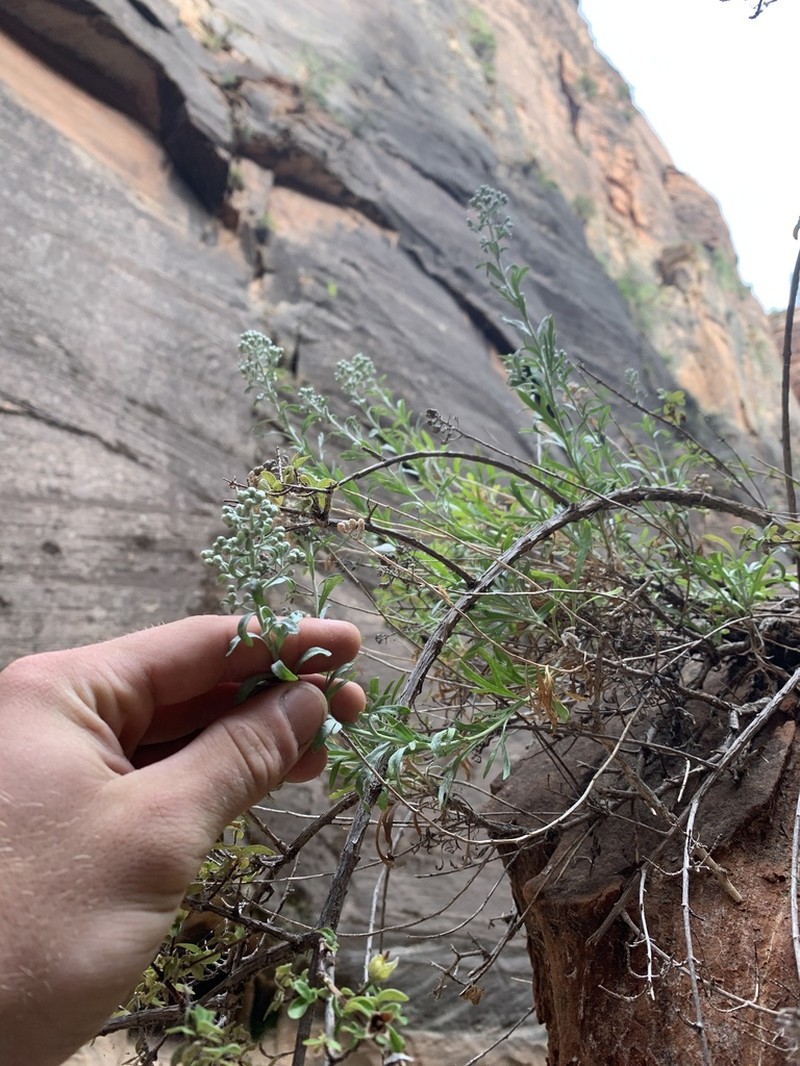 Zion Chickensage photo 4