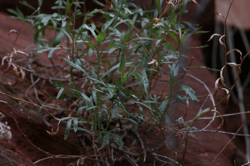 Zion Chickensage photo 5