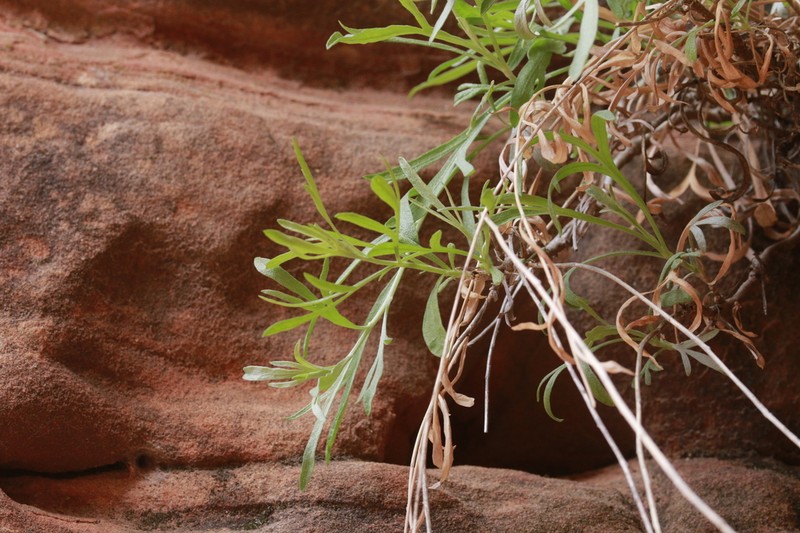 Zion Chickensage photo 6
