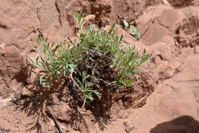 Zion Chickensage photo 7