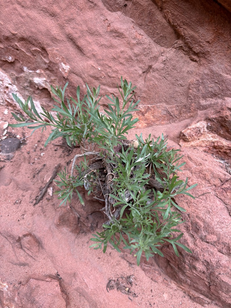 Zion Chickensage photo 8