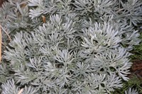 Artemisia rutifolia