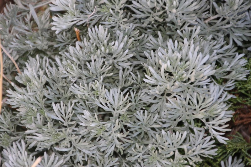 Artemisia rutifolia