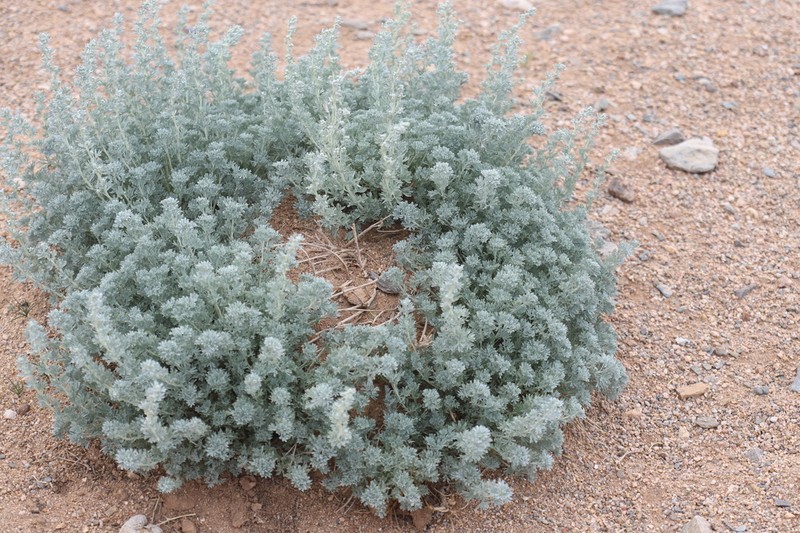 Artemisia rutifolia photo 2
