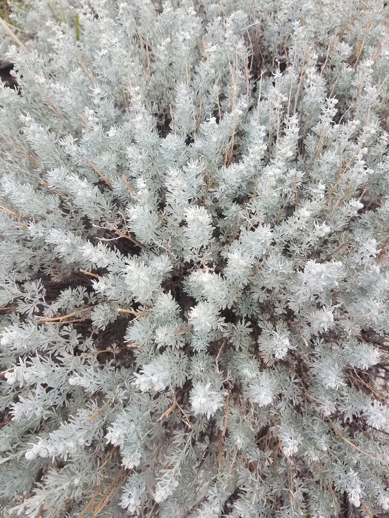 Artemisia rutifolia photo 3