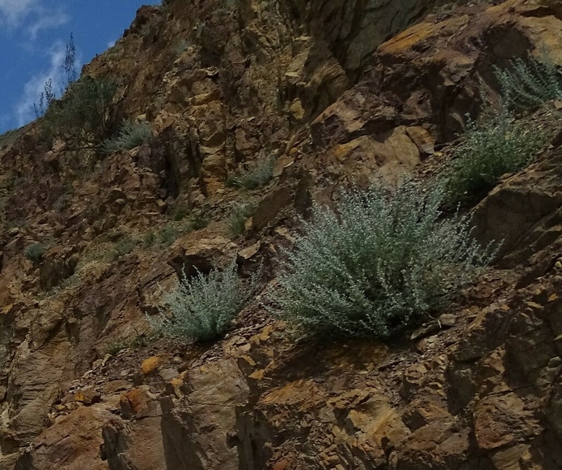 Artemisia rutifolia photo 5