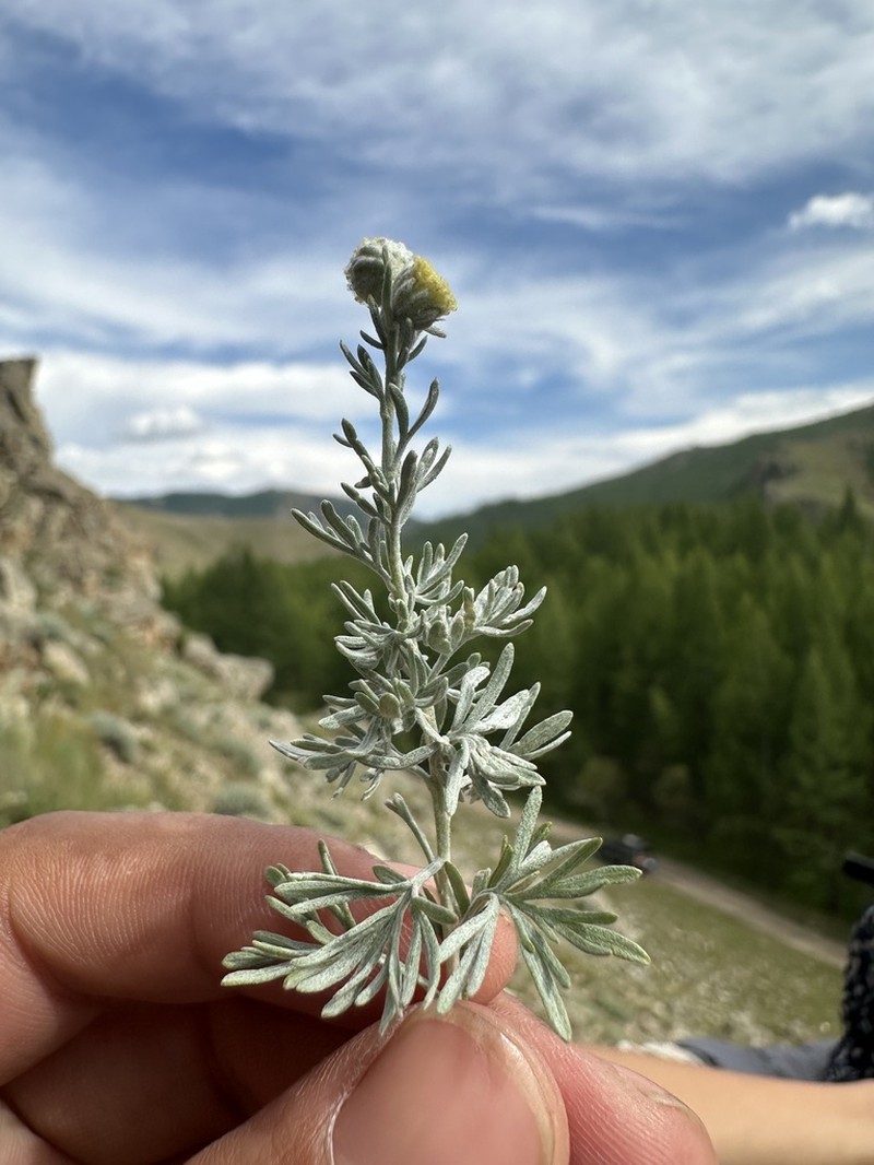 Artemisia rutifolia photo 8