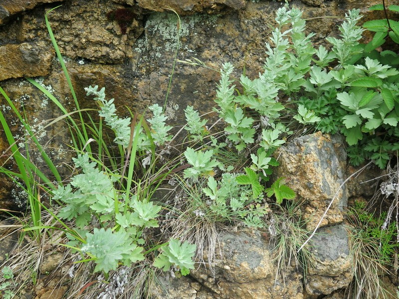 Artemisia saitoana photo 2