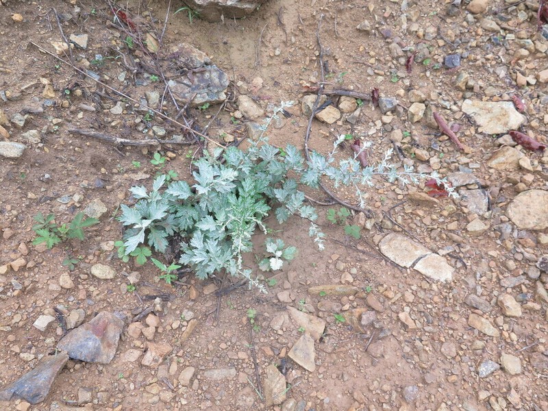 Artemisia saitoana photo 3