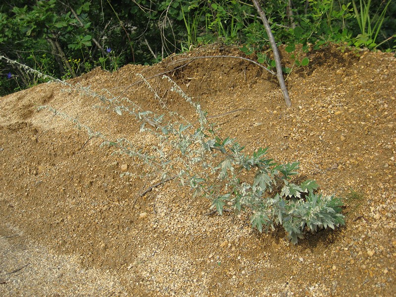 Artemisia saitoana photo 4